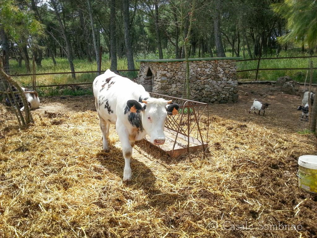 Maison d'hôtes Casale Sombrino à Supersano Extérieur photo