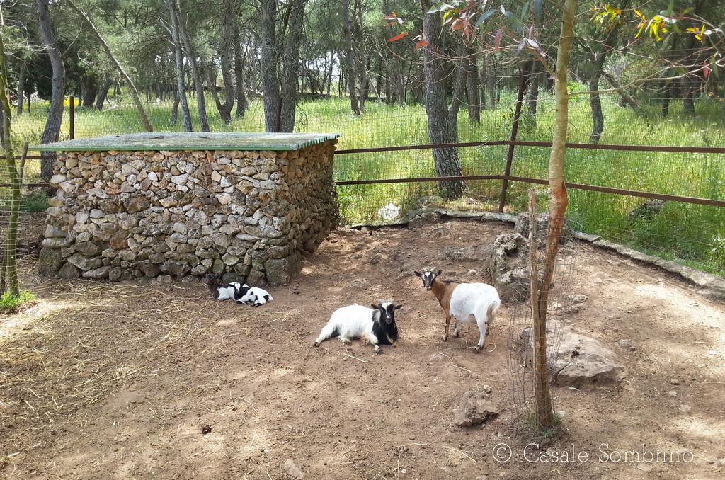 Maison d'hôtes Casale Sombrino à Supersano Extérieur photo